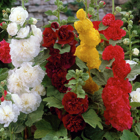 Hollyhock - Alcea - Mixed Colors