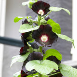 Hollyhock - Nigra
