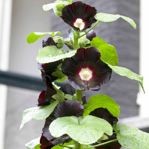 Hollyhock - Nigra
