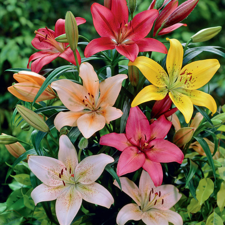 types of asiatic lilies Lily