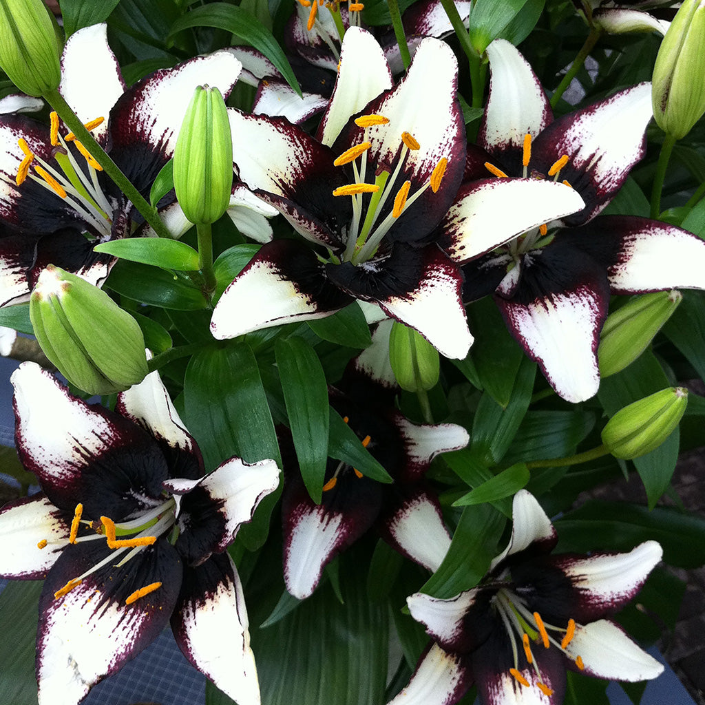 black beauty asiatic lily Lily