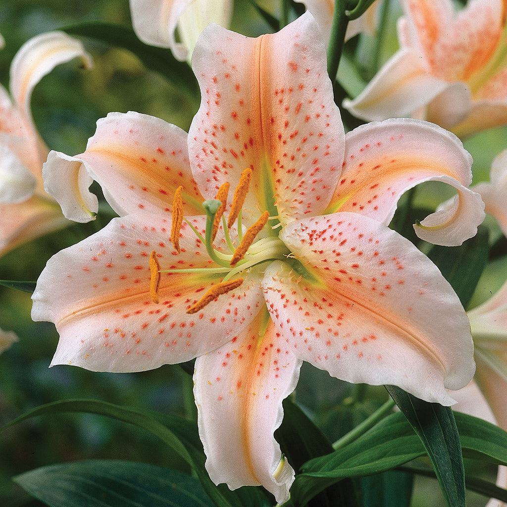 Lily