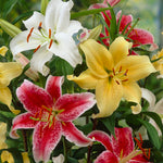 Lily - Oriental Fragrant Blend