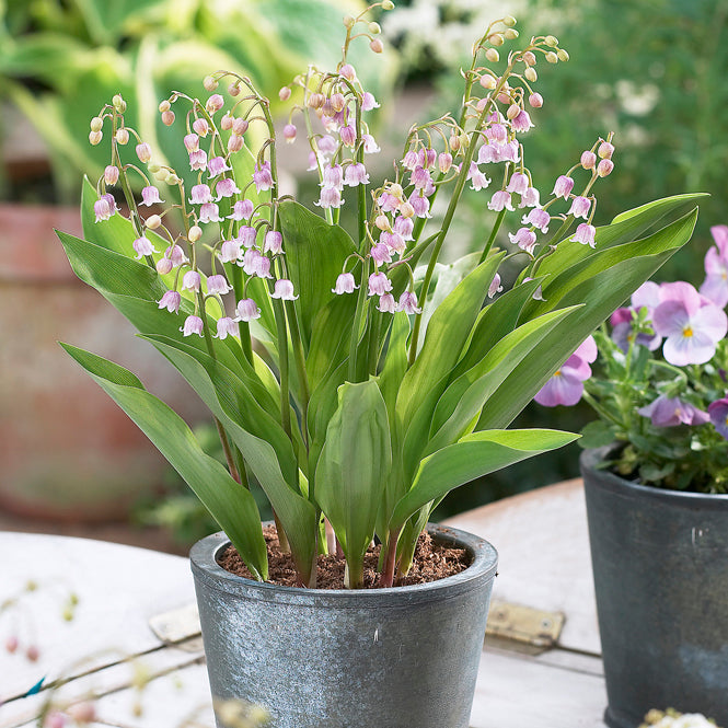 Convallaria majalis v. rosea, Pink Lily of the Valley