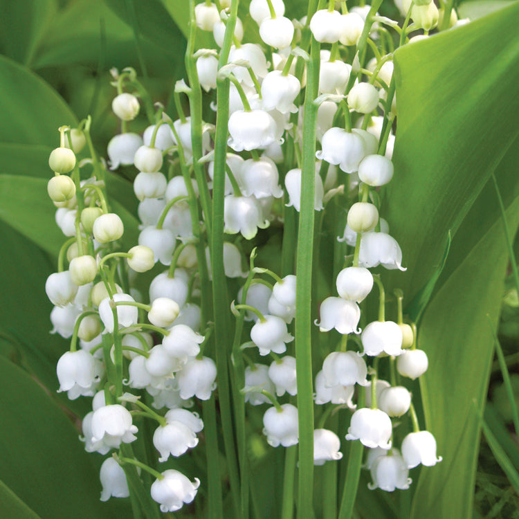 lily valley flower Lily Of The Valley