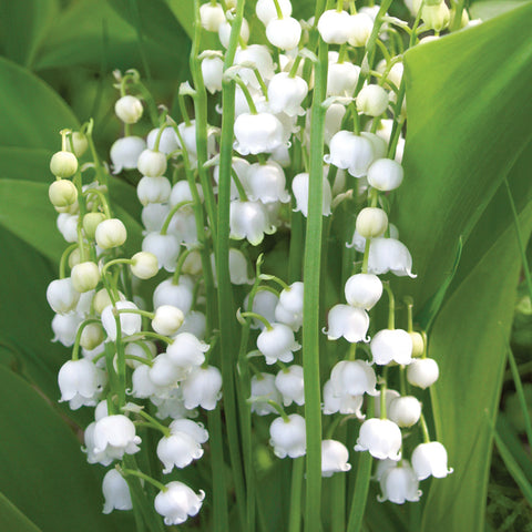 Lily Of The Valley - White