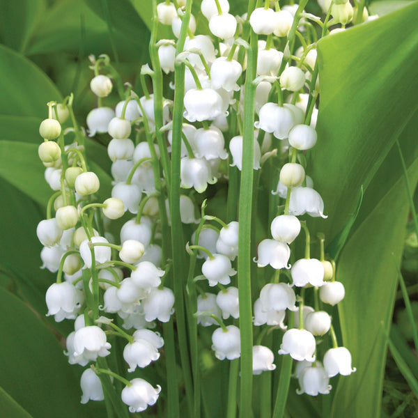 flower lily of the valley Lily Of The Valley