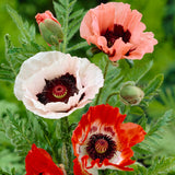 Papaver orientalis - Oriental Poppy - Mix