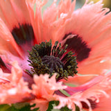 Papaver orientalis - Oriental Poppy - Pink Ruffles