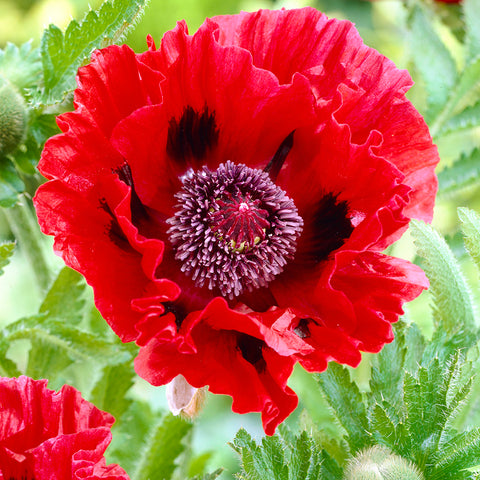 Papaver orientalis - Oriental Poppy - Red