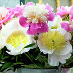 Peony - White & Pink Blend
