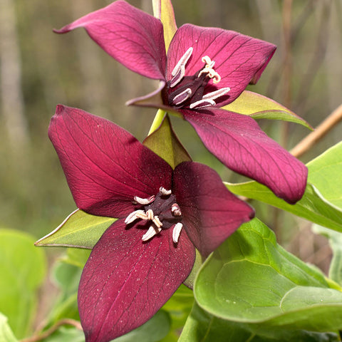 Trillium - Erectum - Woodland Plant