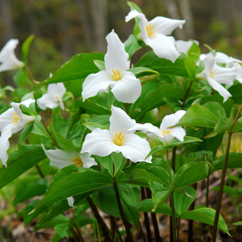 Trillium - Grandiflorum - Woodland Plant