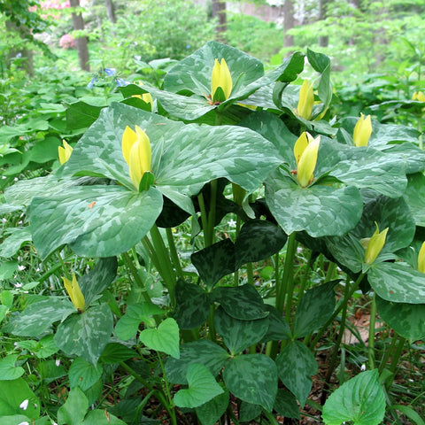 Trillium - Yellow - Woodland Plant