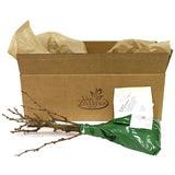 Grape - Thomcord Seedless - GMO Free