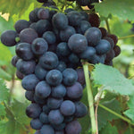 Grape - Thomcord Seedless - GMO Free