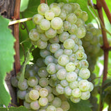 Grape - Thompson Seedless - GMO Free