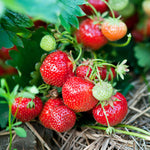 Strawberry - Eversweet - Everbearing - GMO Free