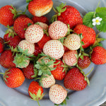 Strawberry - White Pineberry - With Pollinator - GMO Free