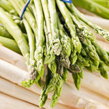 Asparagus - Jersey Giant - GMO Free
