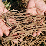 Asparagus - Mary Washington - GMO Free