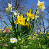 Daffodil - Yellow Trumpet - First to Bloom