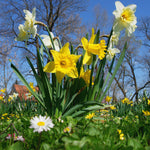 Daffodil - Season of Sunshine Mix