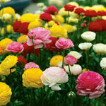 Ranunculus - Buttercups - Double Blooming Mix