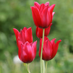 Tulip - Non-Stop Red Blend