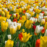 Tulip - Illuminating - 2021 Color Of The Year