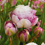 Tulip - Double Surprise