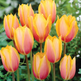 Tulip - Fire Pot Blend