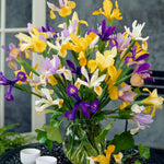 Dutch Iris - Mix - Mammoth Bulbs