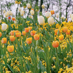 Tulip - Ivory Floradale