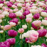 Tulip - Double Peony Blend