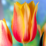 Tulip - Fire Pot Blend