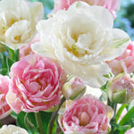 Tulip - Double Peony Blend