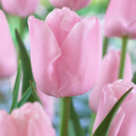 Tulip - Rodeo Blend