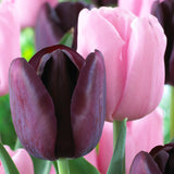 Tulip - Rodeo Blend