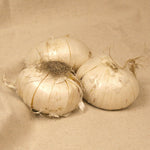 Allium - Giant Gladiator