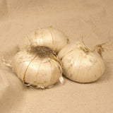 Allium - Giant Gladiator