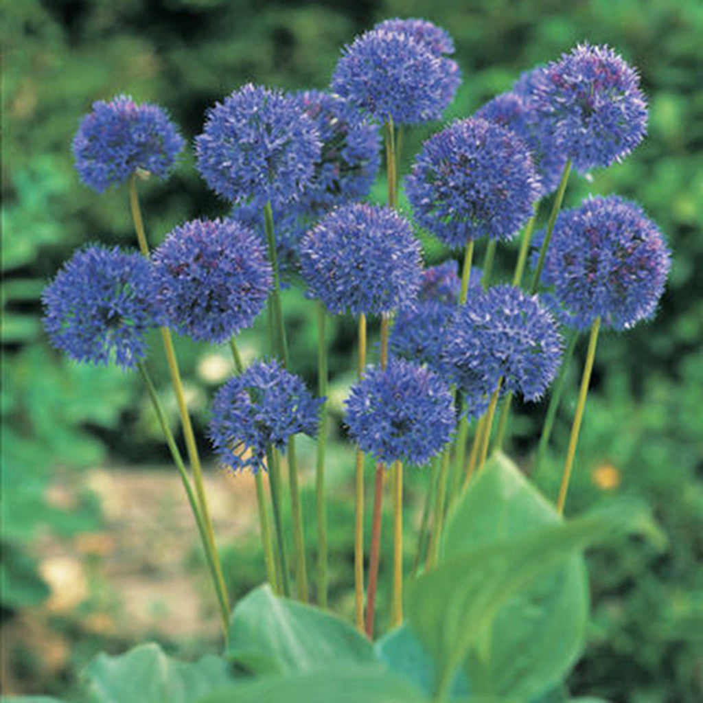 Allium - Azureum - Blue Globe Onion – Plantcetera