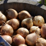 Allium - Azureum - Blue Globe Onion