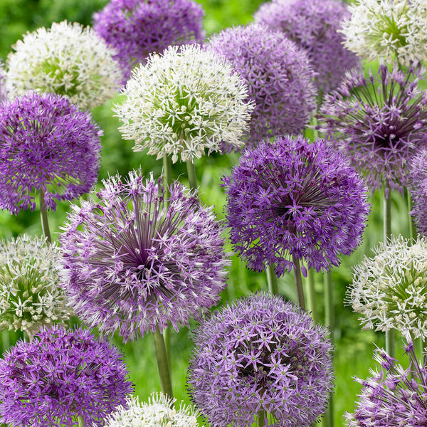 Longfield Gardens Allium | Costco