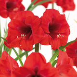 Amaryllis & Paperwhite - Indoor Garden