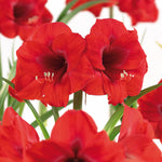 Amaryllis - Merry Christmas