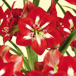 Amaryllis - Barbados