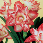 Amaryllis - Blossom Peacock
