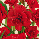 Amaryllis - Double Dragon