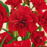 Amaryllis - Double Dragon
